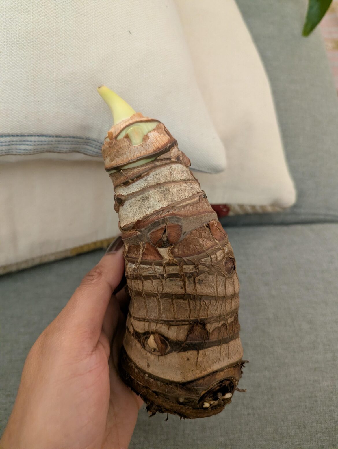 Help with saving bulb