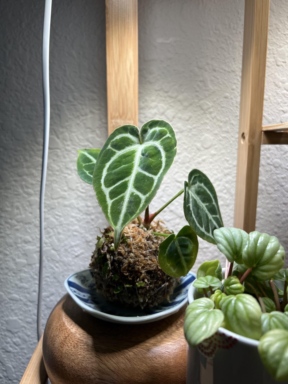 Anyone have experience with anthurium kokedamas?