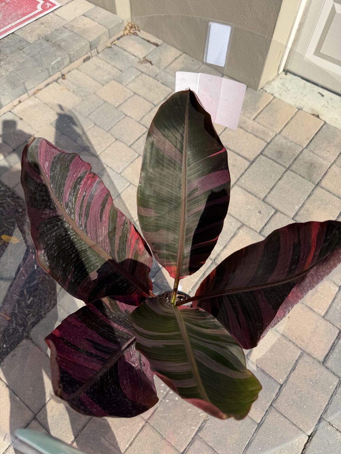 Nono pink variegated banana