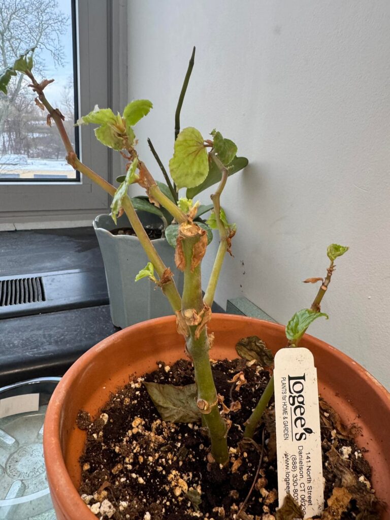 Need help with my tea rose begonia.