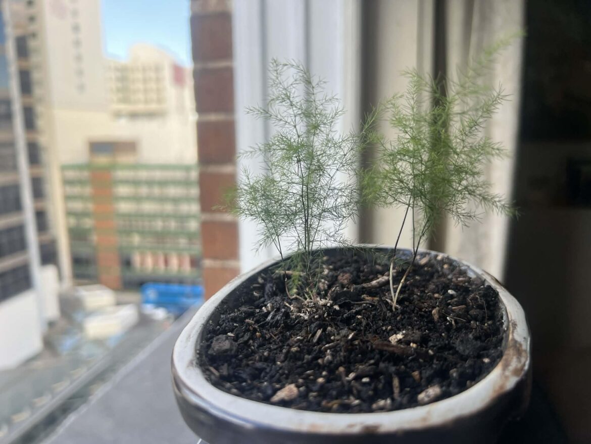 Husband bought at a farmers market in Auckland Nz