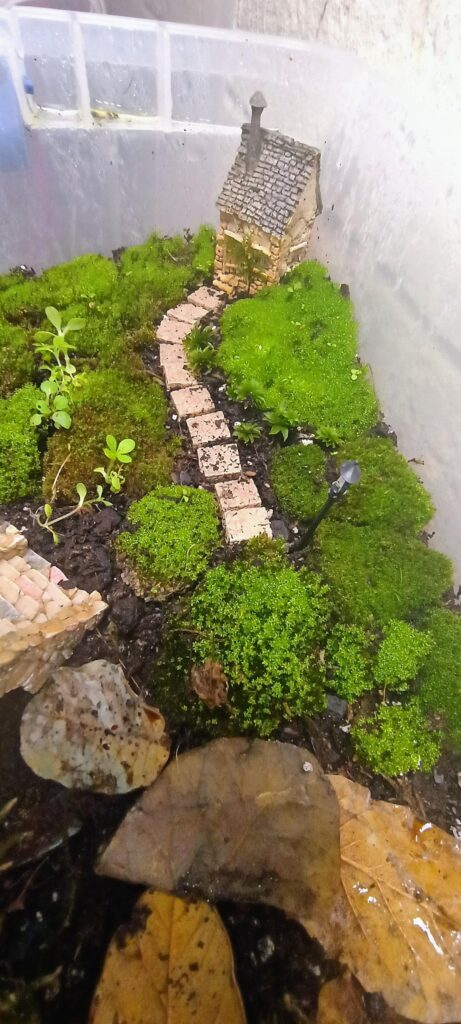 Doing the dang thing. There's a Mediterranean Mourning Gecko and Isopods in there, too. I want to get some crushed light blue gemstone to make a river under the bridge. Definitely want to get more path stones. Idk. I like the way it's turning out though.