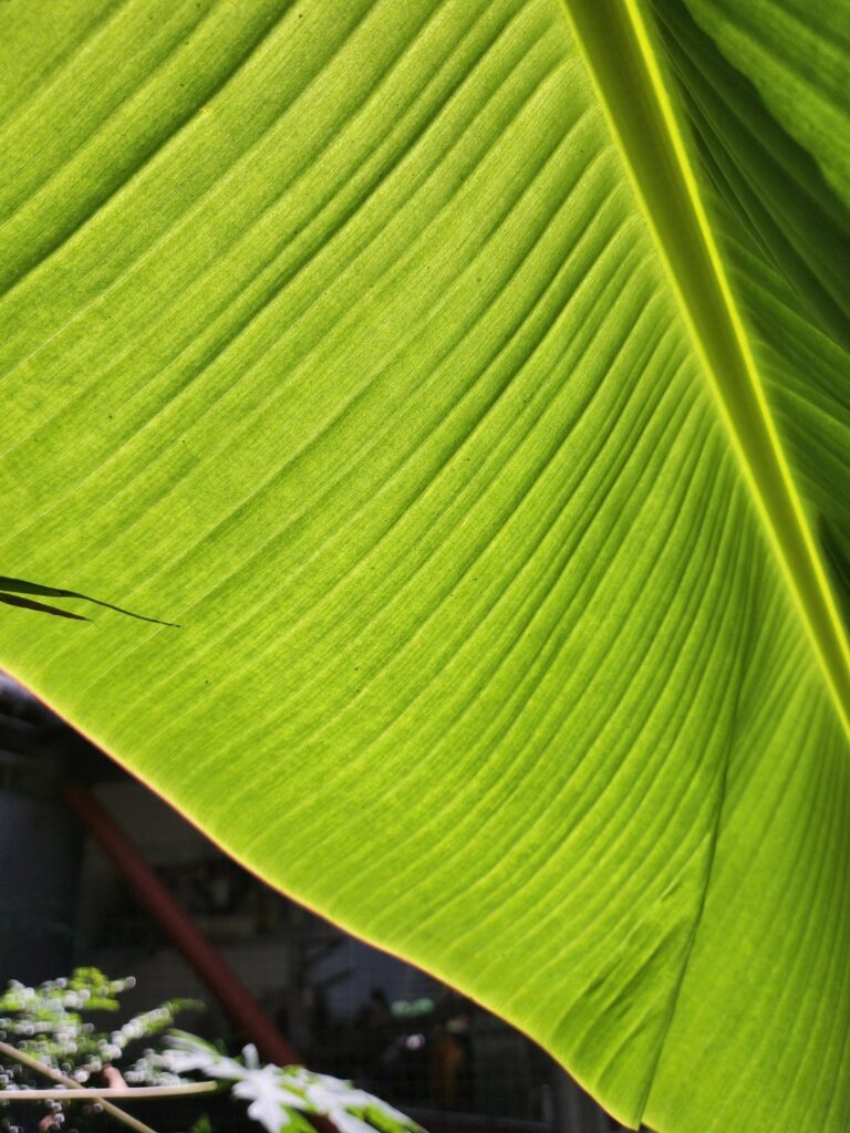 Are these the cells in this banana leaf?