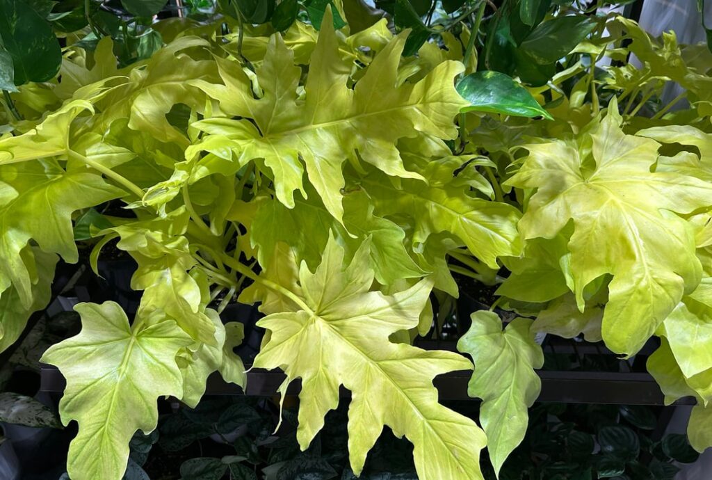 What are these monsters?