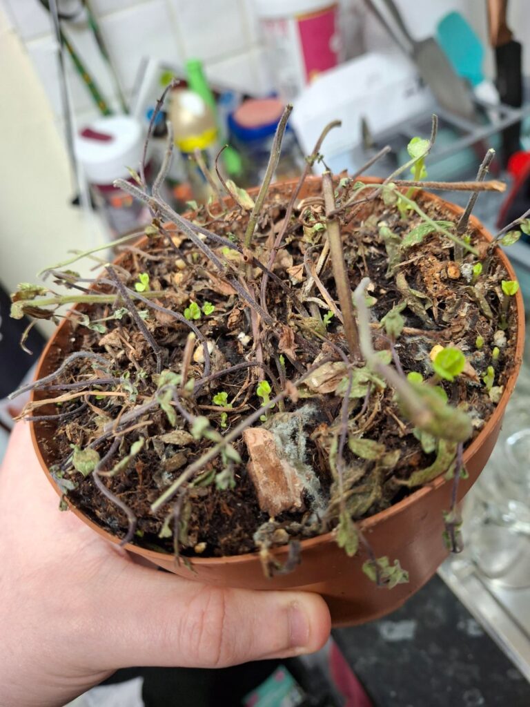 Thank you to everyone who suggested cutting back my mint