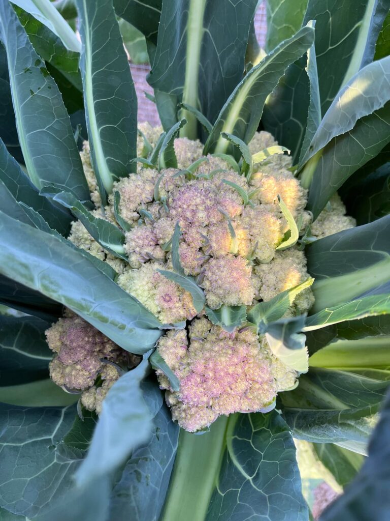 Should I harvest this?