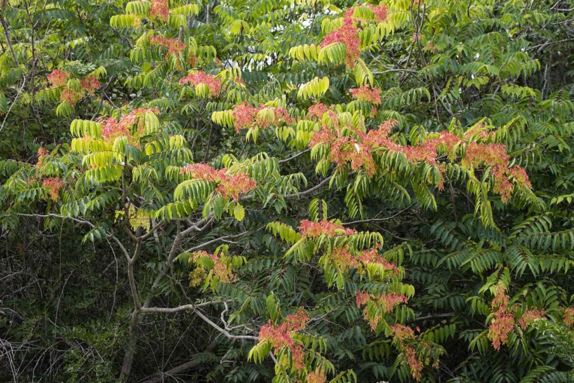 Southern Living ran an article suggesting native alternatives