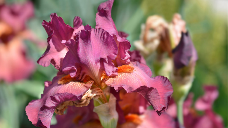 'Lady Friend' iris in bloom.