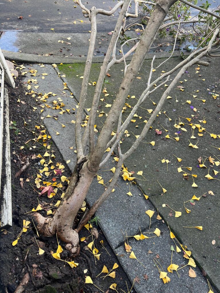 Can this Princess Flower be saved?