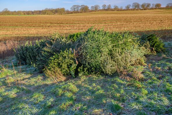 Large heap of used Christmas trees stacked on a frosty grassy meadow in the countryside. Concept post-Christmas cleanup, municipal collection, biomass Large heap of used Christmas trees stacked on a frosty grassy meadow in the countryside. Concept post-Christmas cleanup, municipal collection, biomass