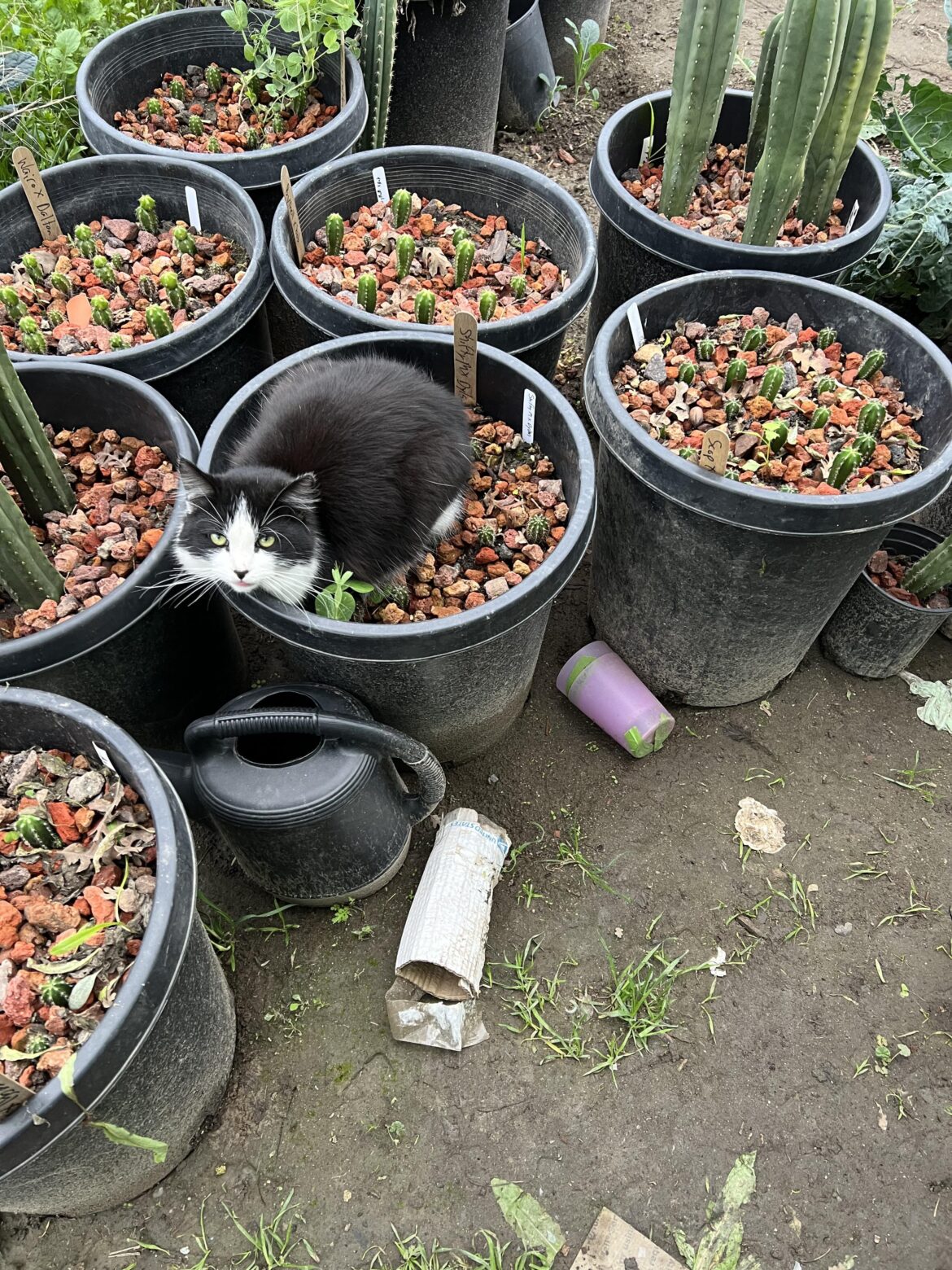 Cat keeping the cac worm this Christmas