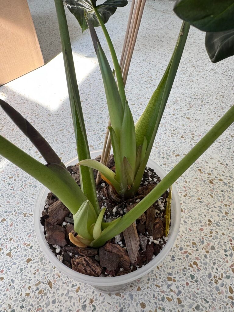 What’s happening to my regal shield?