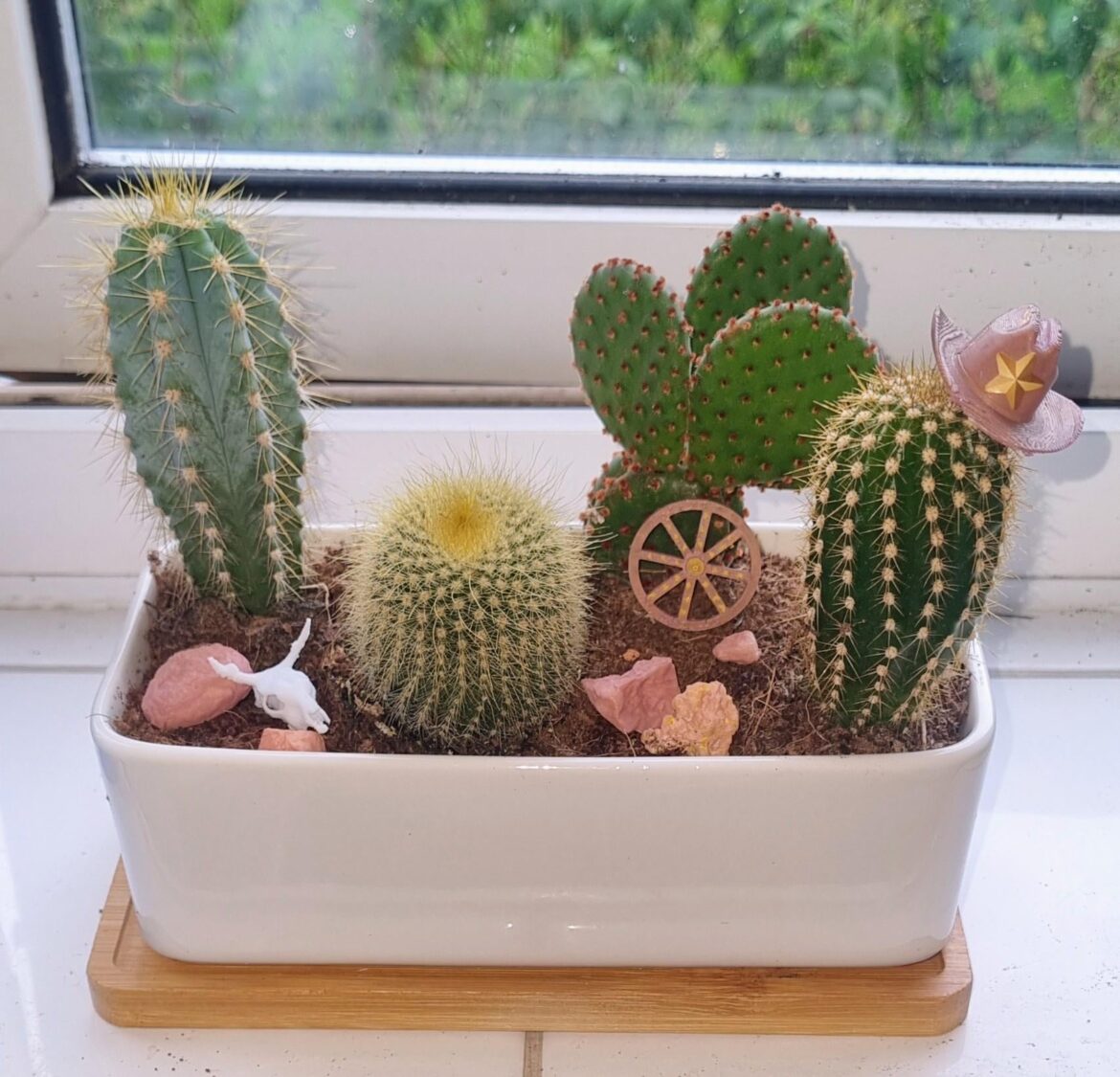 Wild west mini cactus garden