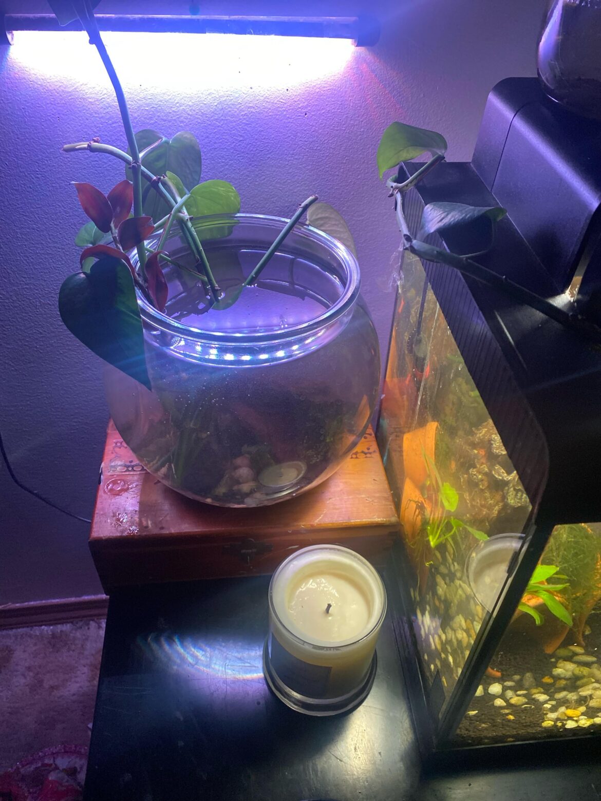 Can I use this as a shrimp bowl? Would I need a heater or filter?