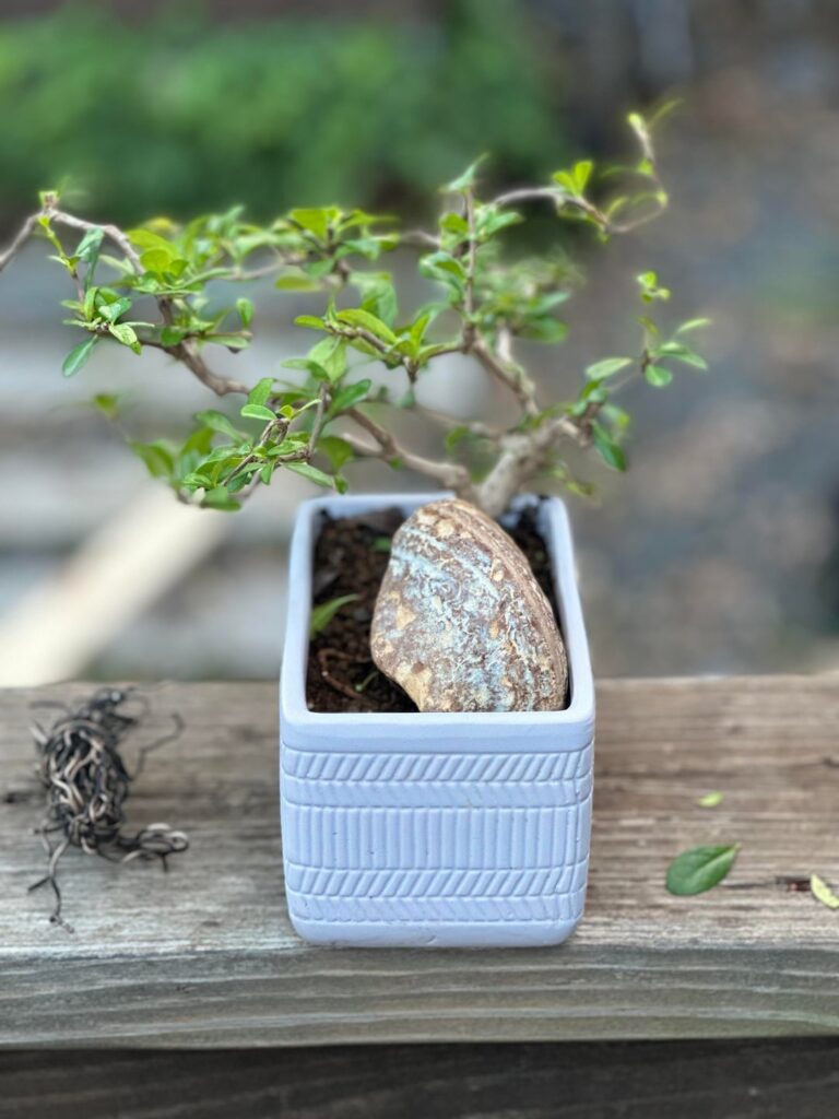 Fukien Tea Tree (Ehretia monopyrena) de-wire and trim up