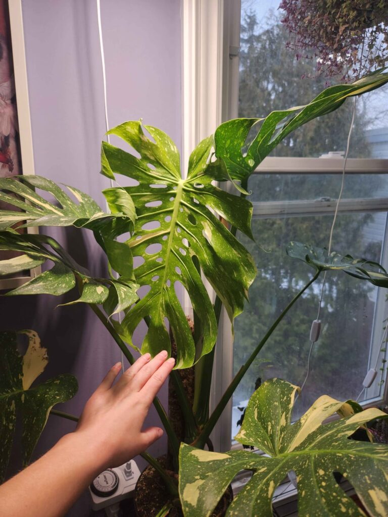 Almost regretting trying to size up my thai lol