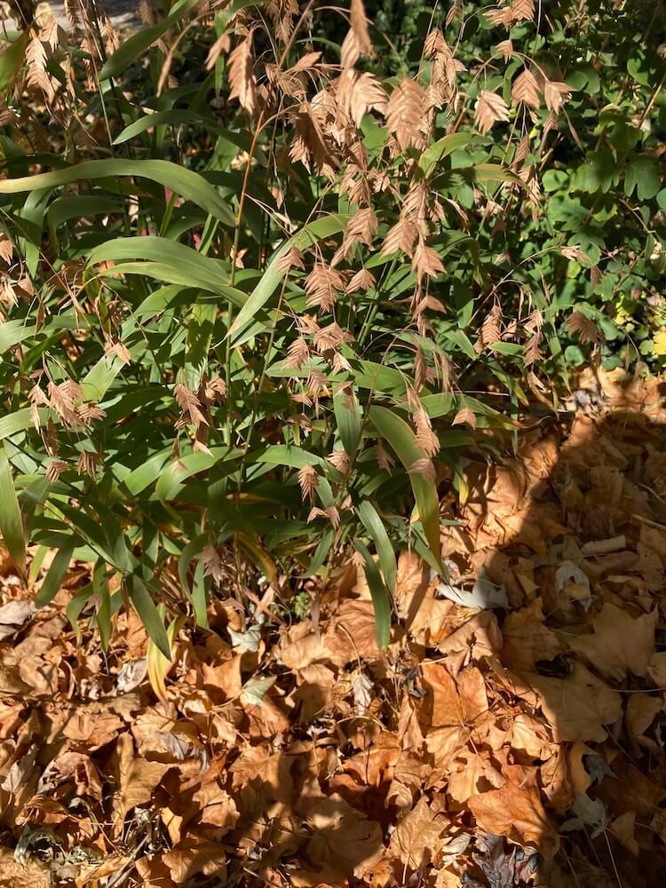 One Redditor shared their story of why they're holding on to their fallen leaves this year.