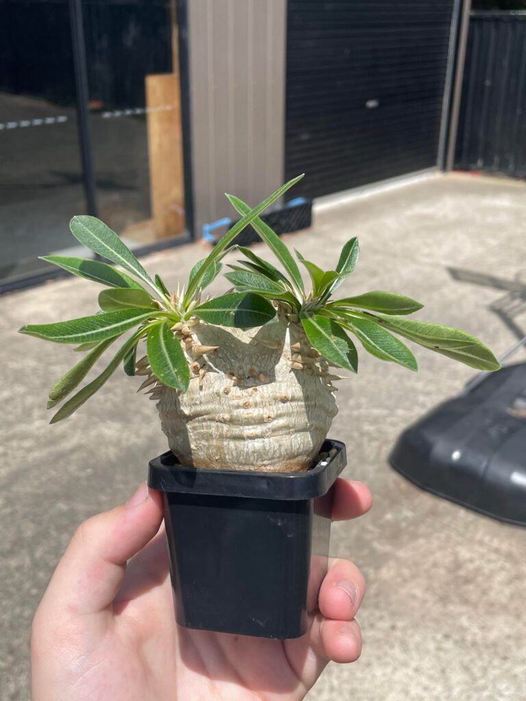 Pachypodium Eburneum