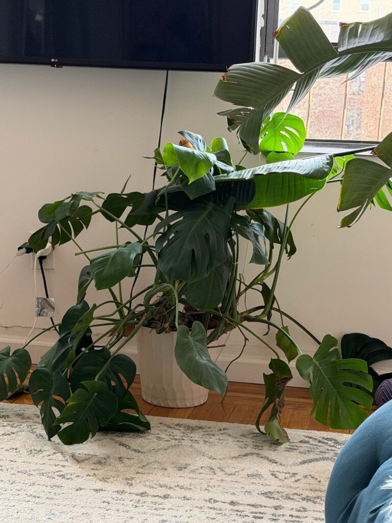 Monstera out of control
