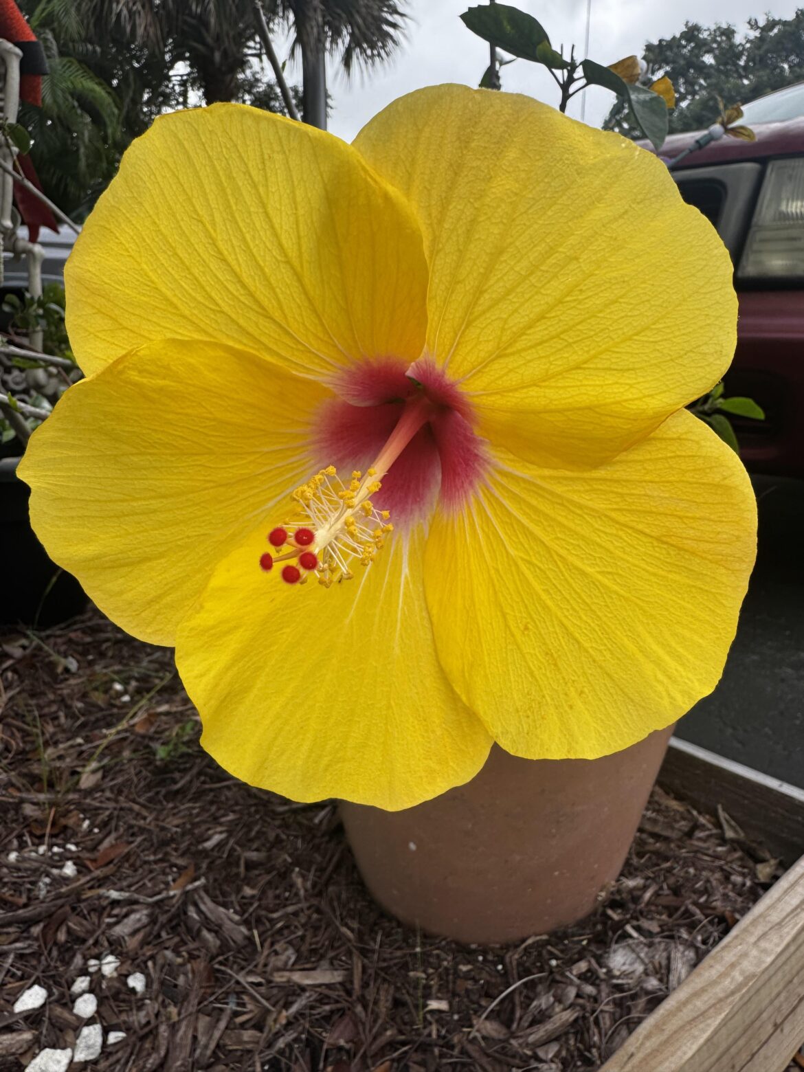 Single bloom but oh so pretty