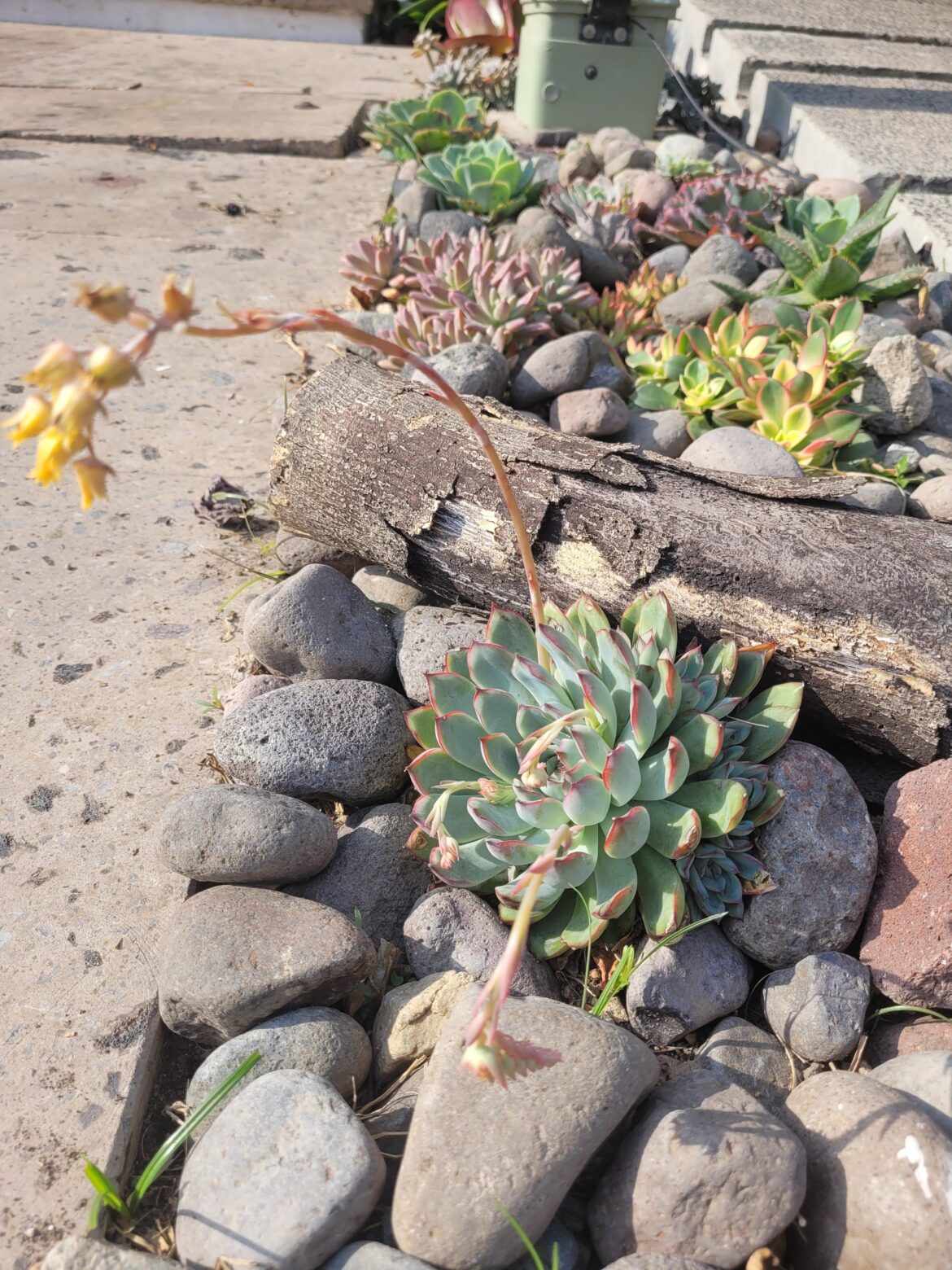 My overachiever E. Pulidonis