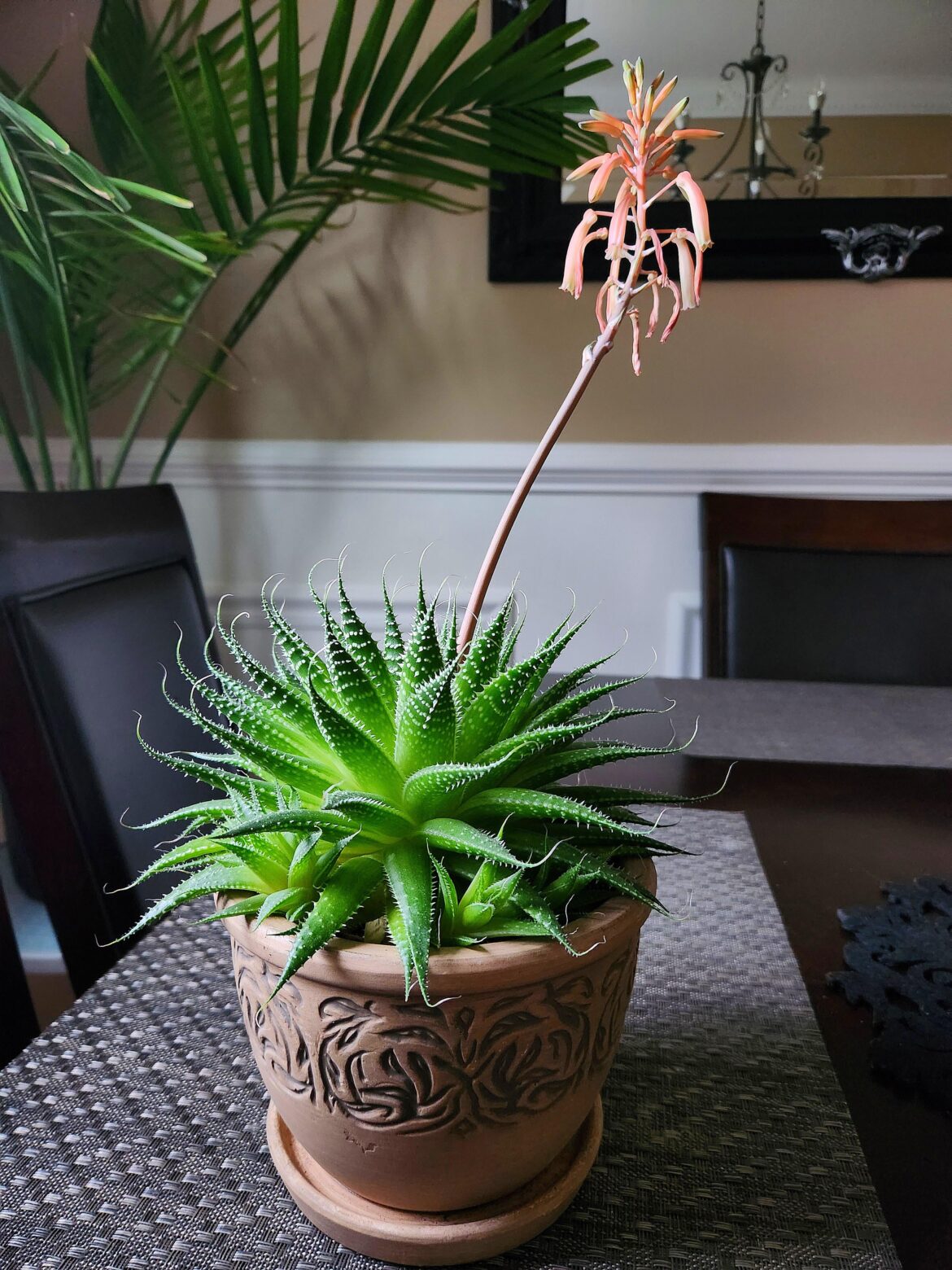 Another one of my succulents gave me this beautiful flower 🌸