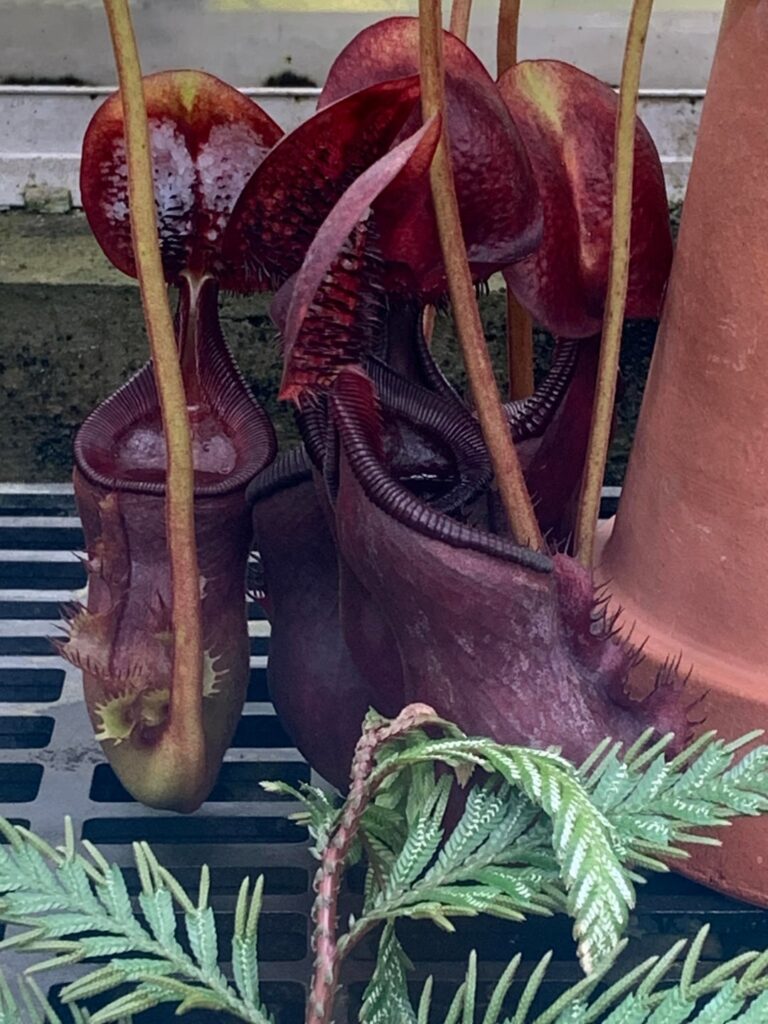 N. ephippiata at a botanical garden