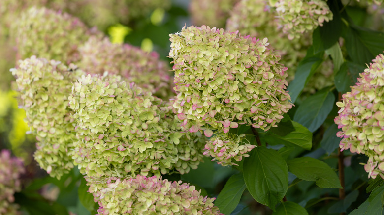 'Limelight' hydrangea blooking in late summer garden