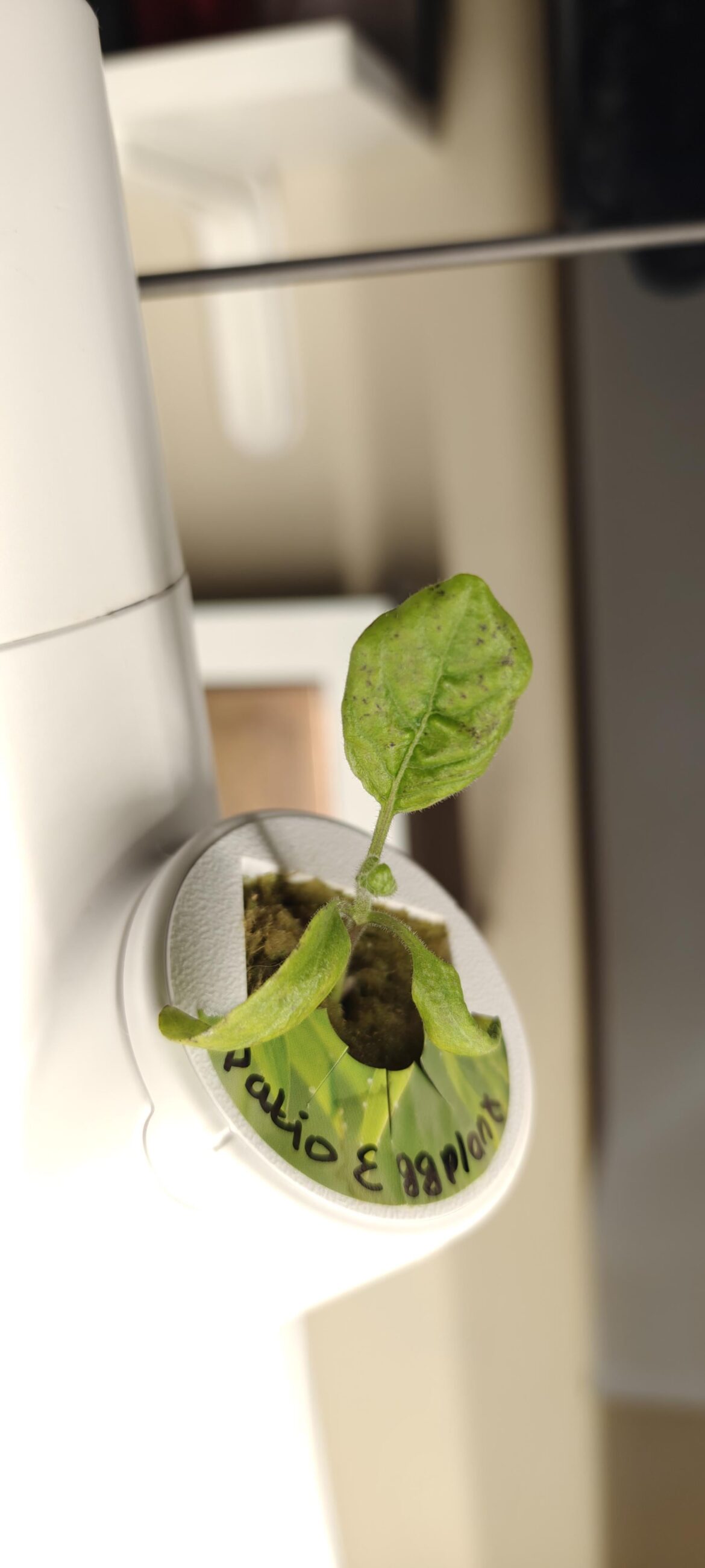 What are these spots?