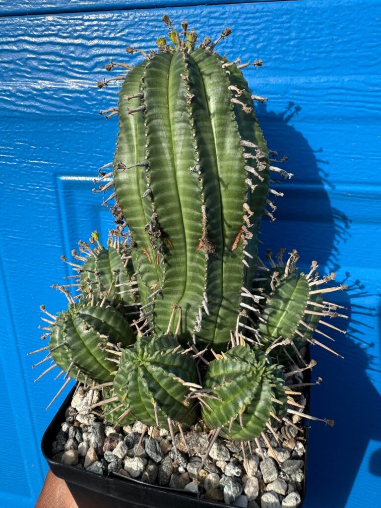 ID Please