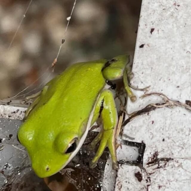 One Reddit user found out how beneficial green tree frogs can be for a garden — they're natural pest control.