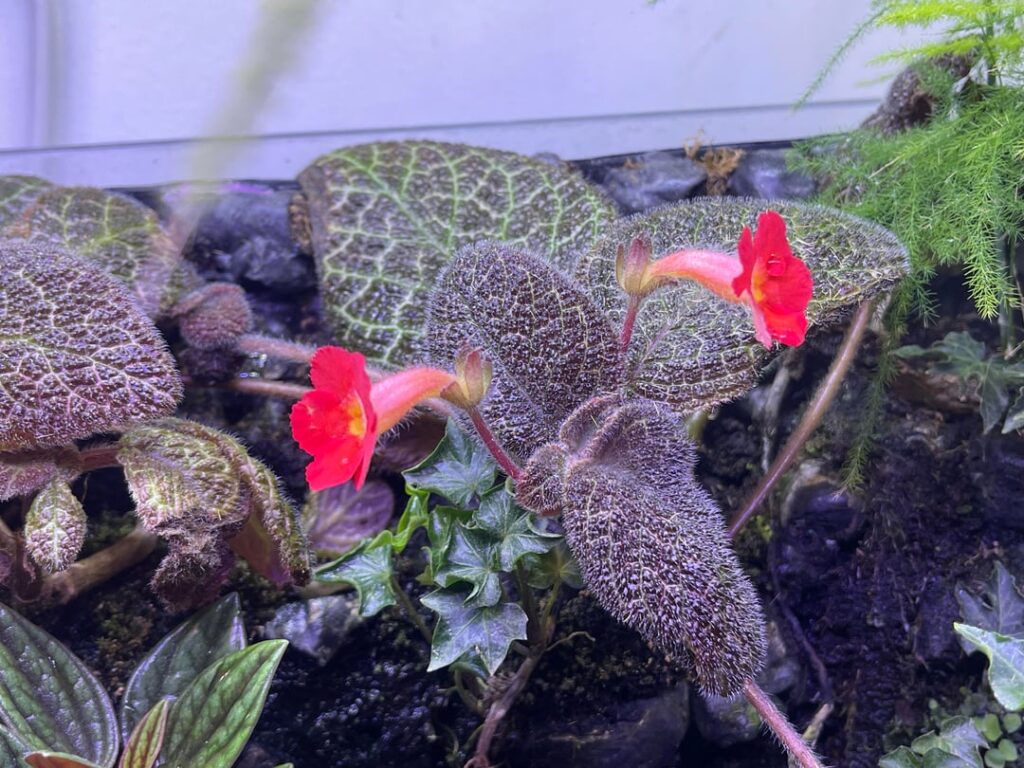 Woke up to 2 beautiful flowers in my Paludarium