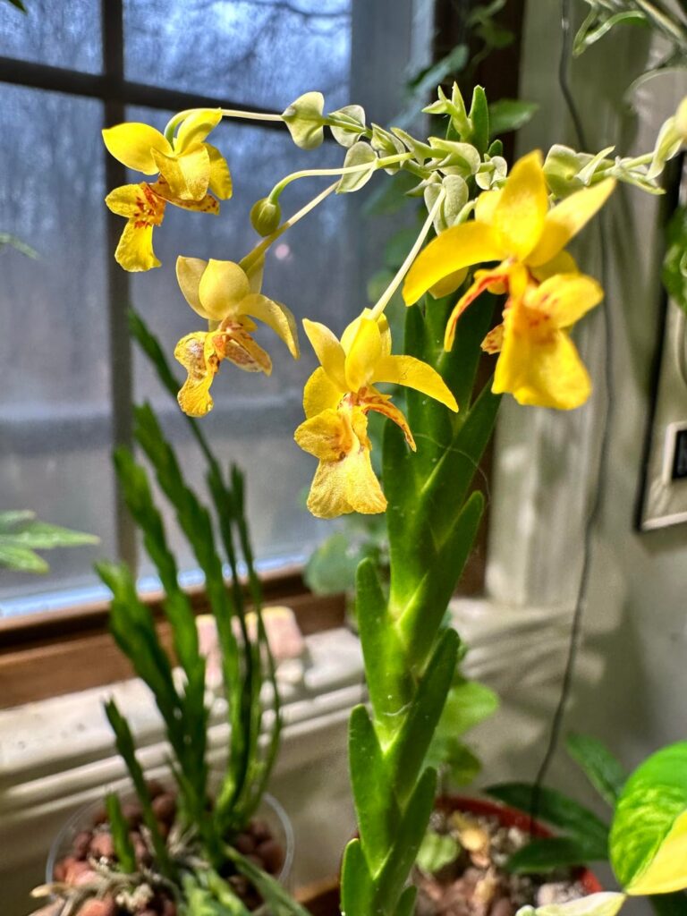 Lockhartia blooms and growth