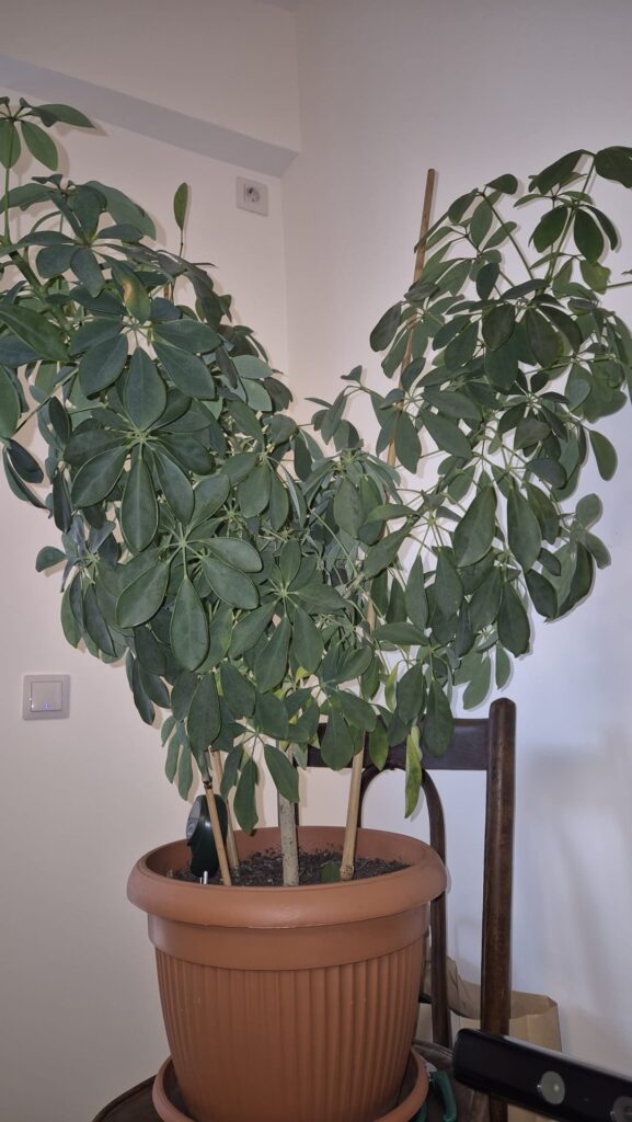 Schefflera urgent care