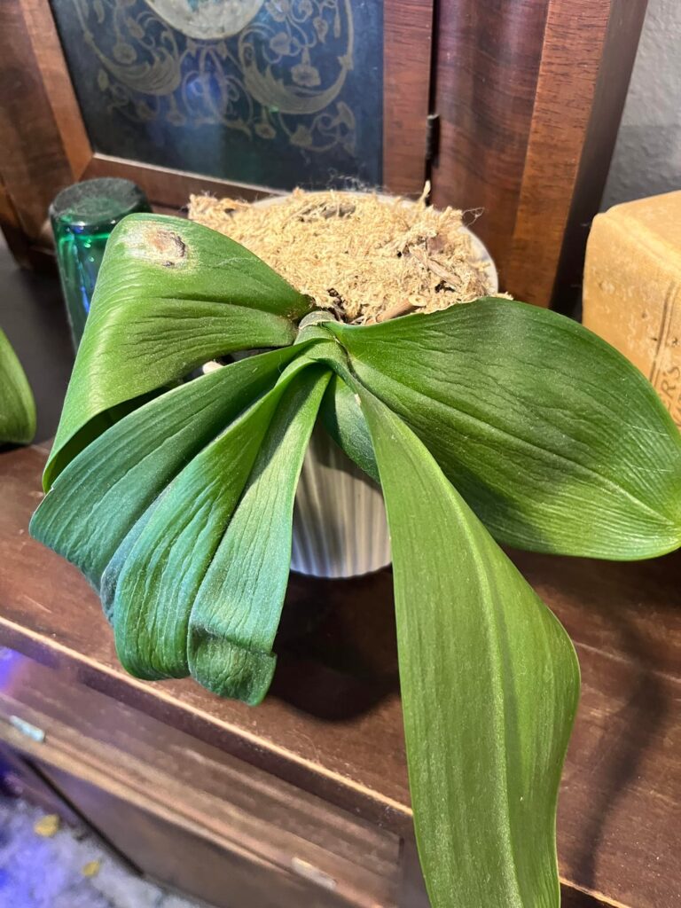 Dead mom’s orchid collection