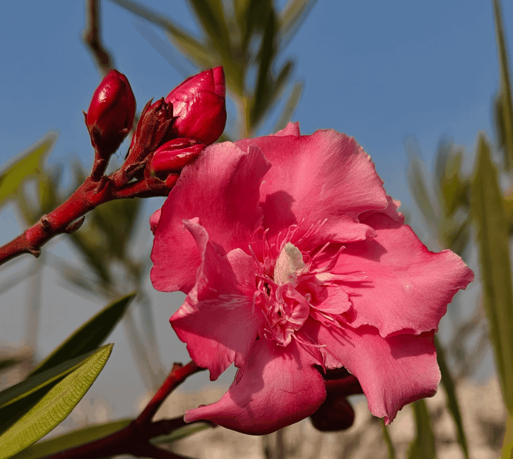 Oleander