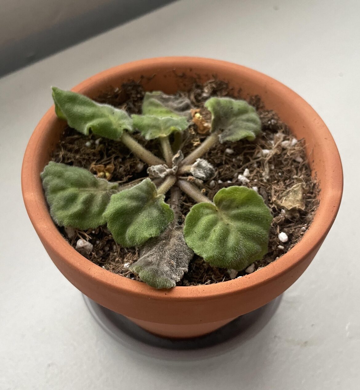 Help! My first african violet