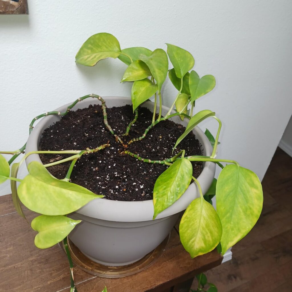 Pothos Vines