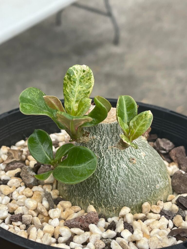 Is this variegation on my Adenium?
