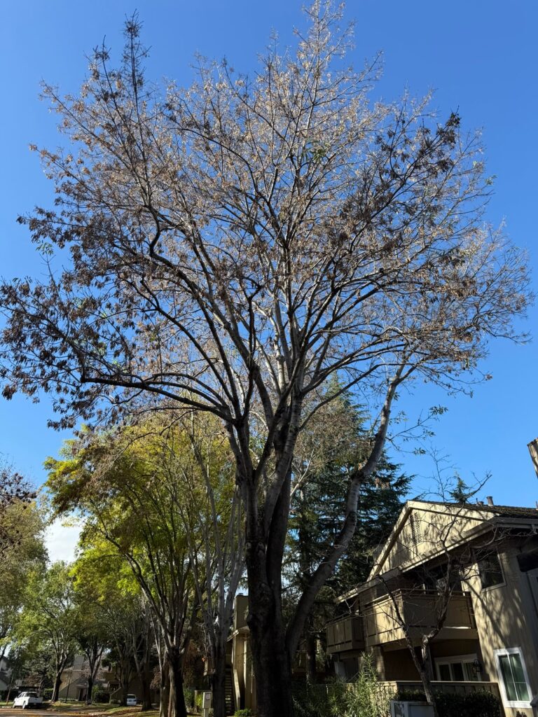 Why is it that some of these ash trees look sad while others look healthy & green ?