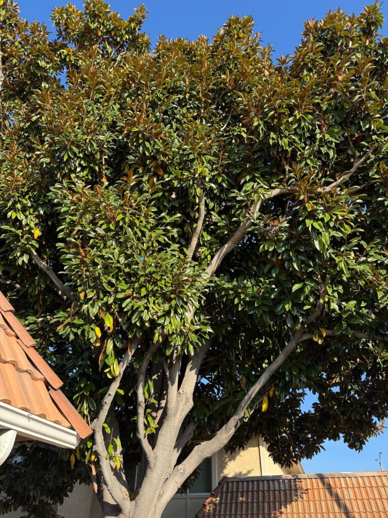 Location: Southern California What is this tree dropping red berries/seeds?