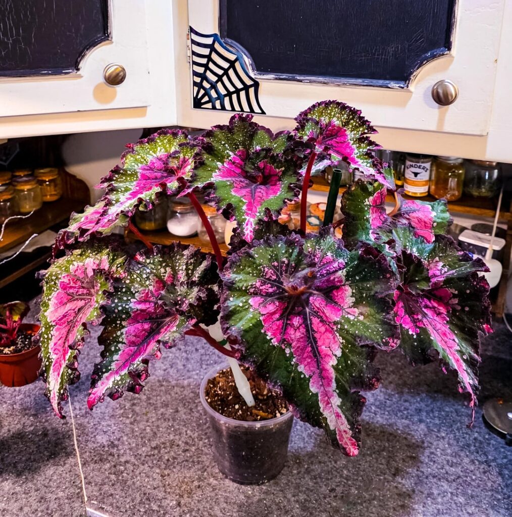 Before the great chop 😭