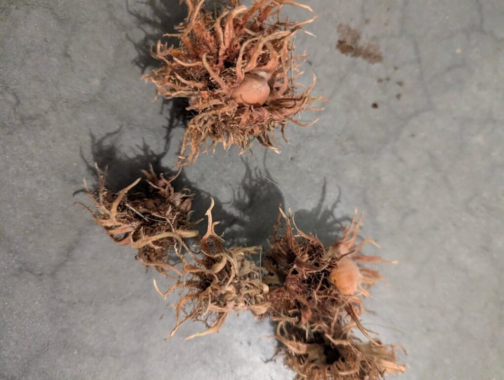 Please identify what plant these are from. Boise, ID