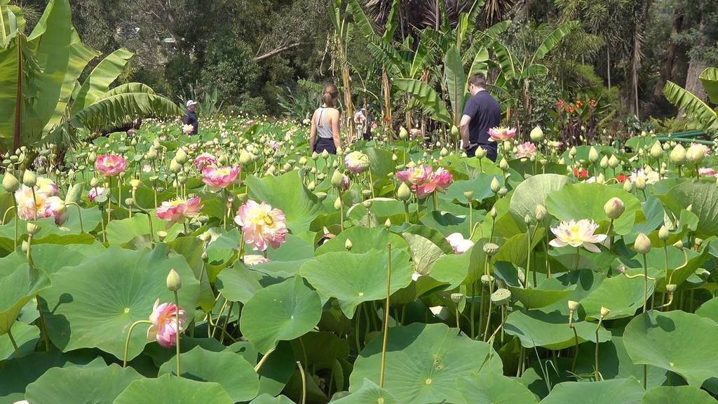 people walking through tall lotus flowers