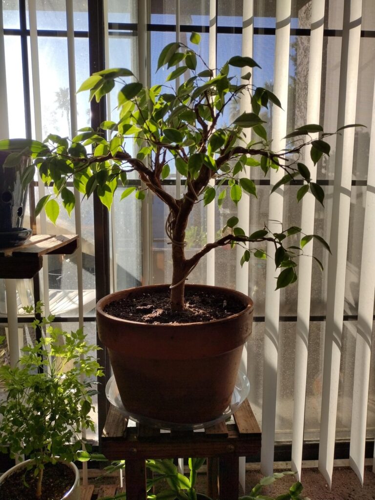 In training, its whole life. 9 years old from a tiny 3 leaf cutting, another 9 and i think it might finally start to look like something 😄