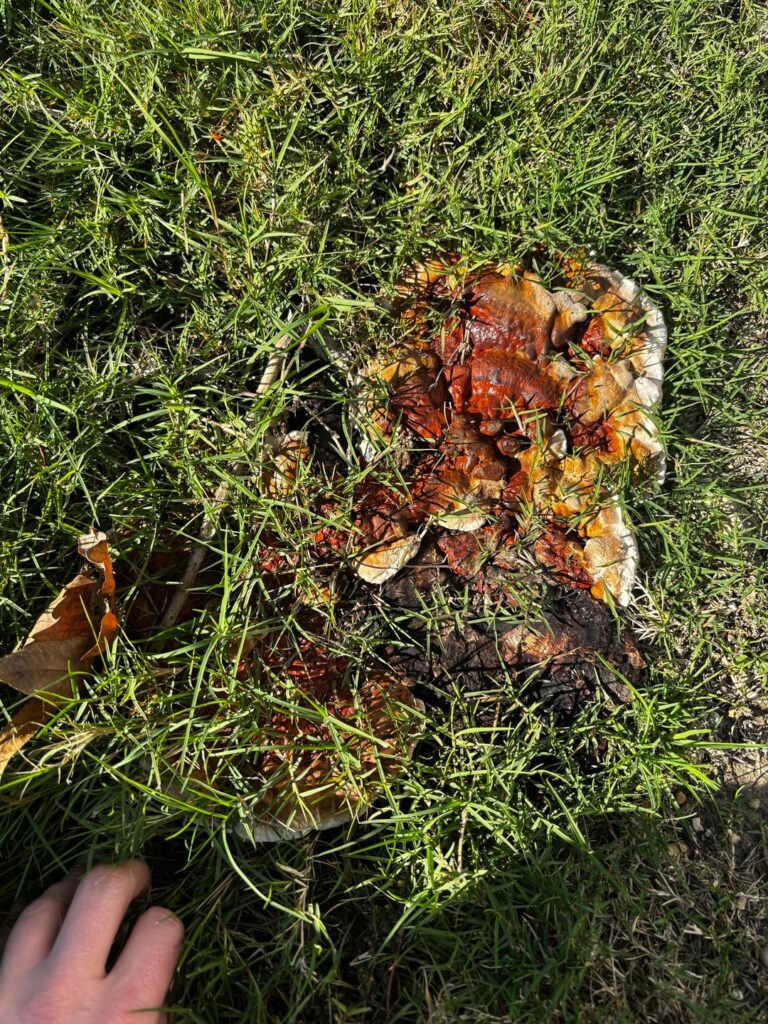 Is this Reishi?