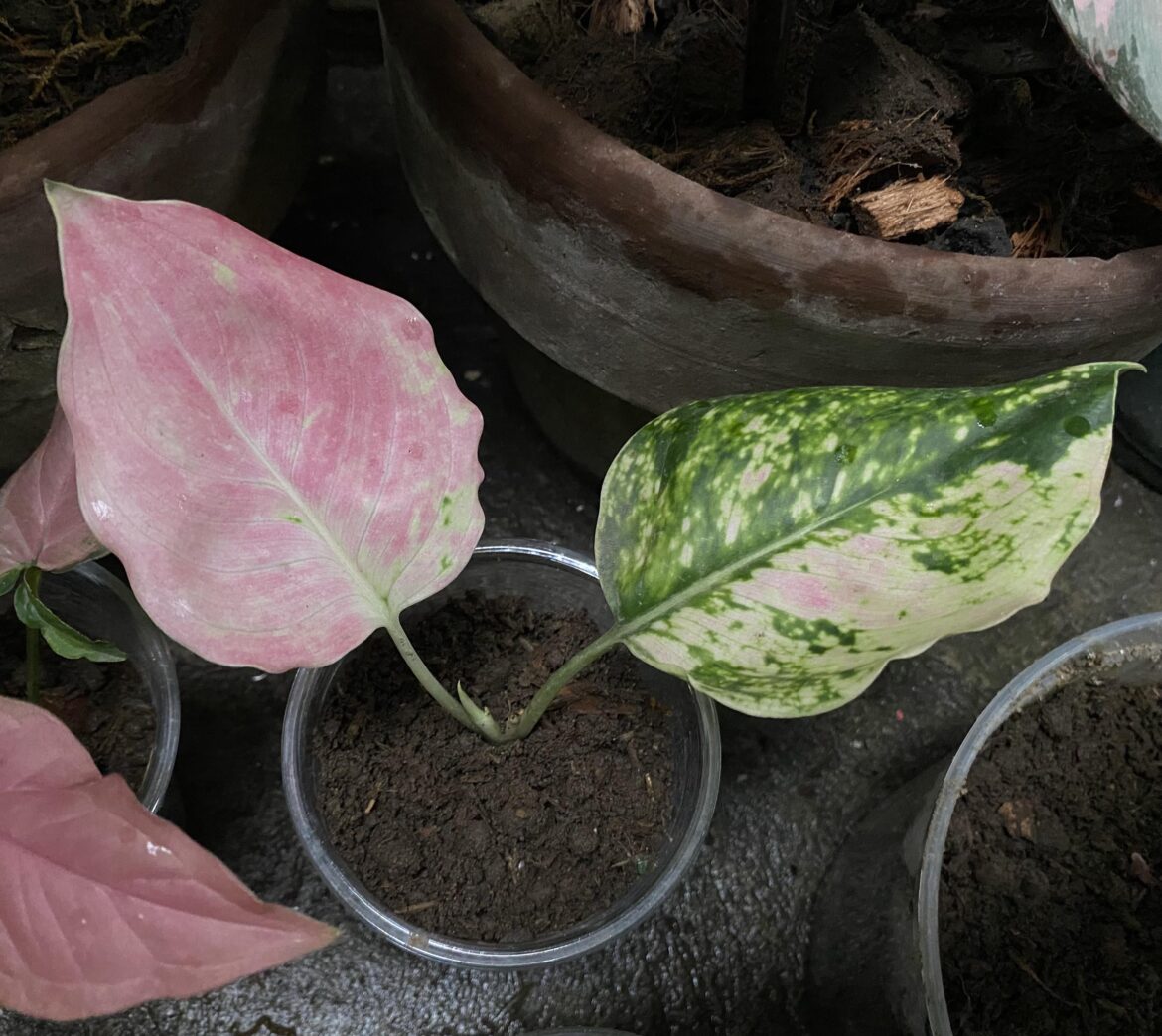 What Aglaonema variety?