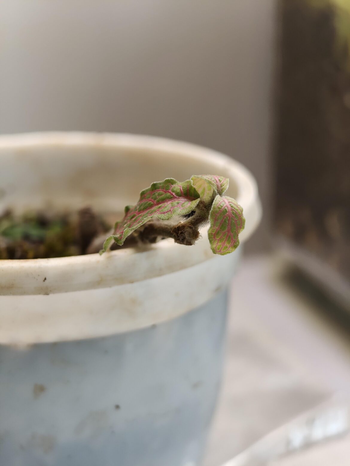 Why fittonia leaves curved down like that?