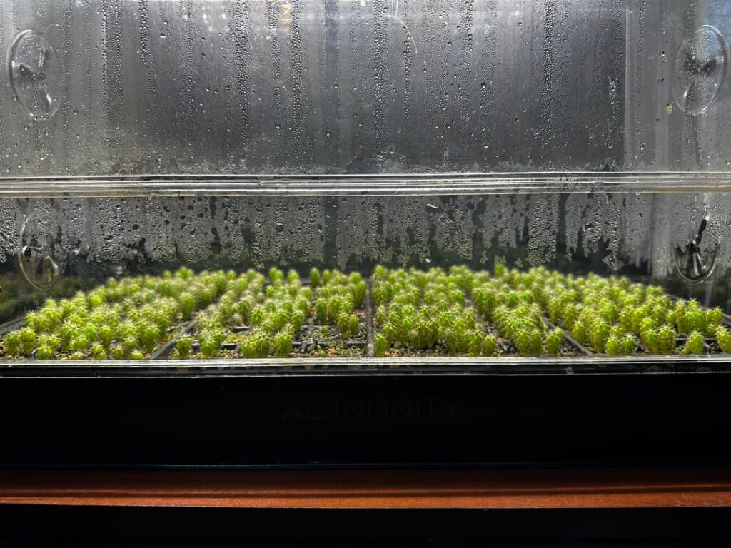 ☢️Irradiated Seedling 3 Month Update!☢️