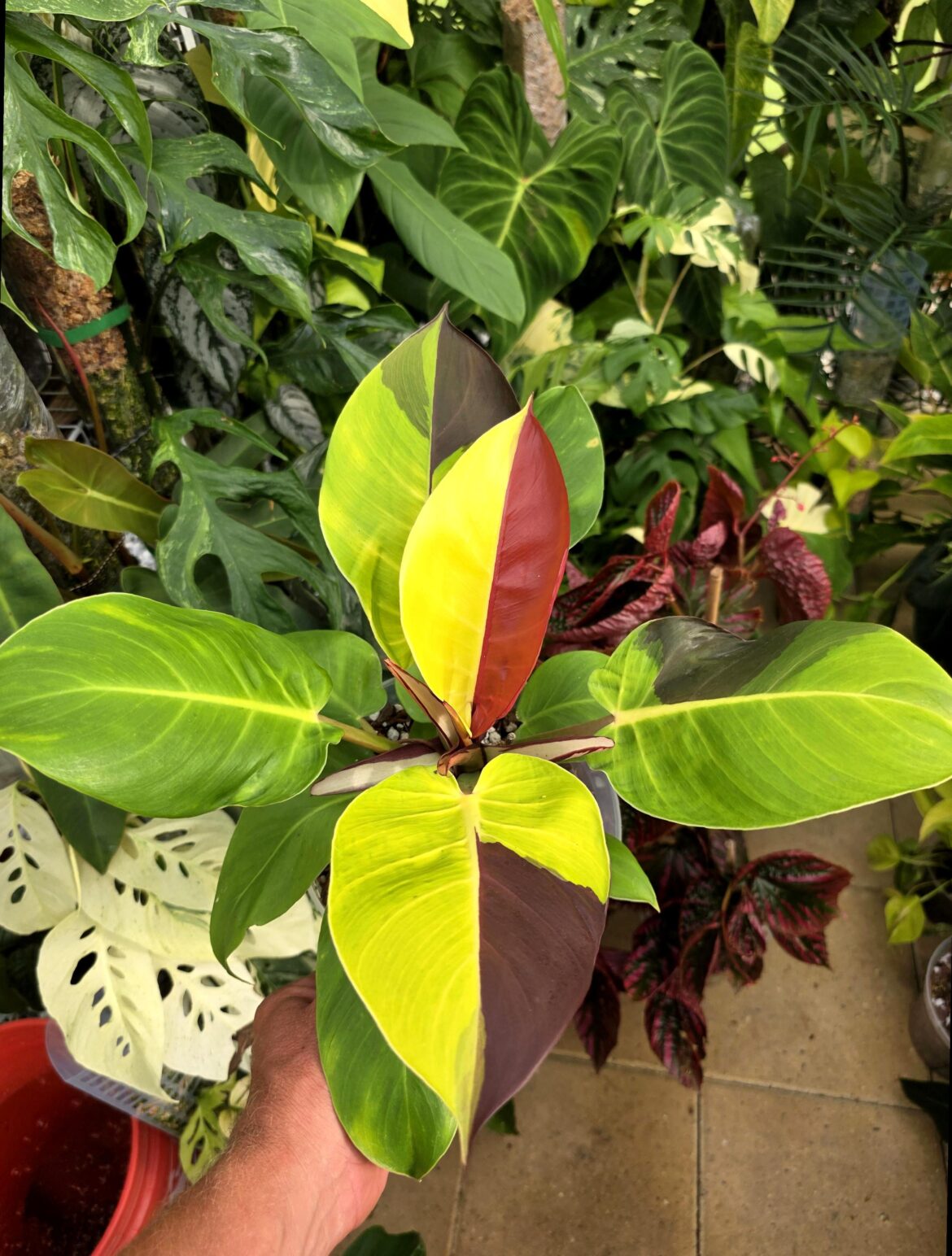 This newest leaf is chef's kiss